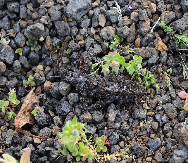 Tarentola angustimentalis  (Lanzarote - Canarie)